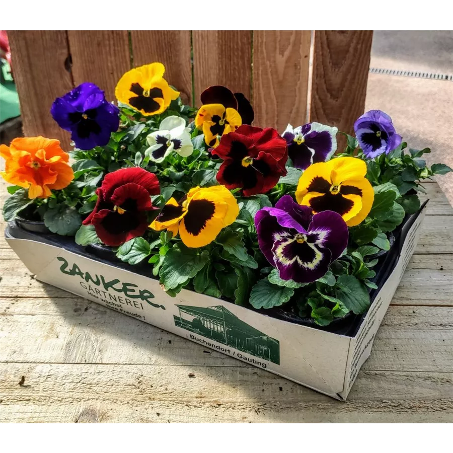 Viola wittrockiana Viola wittrockiana