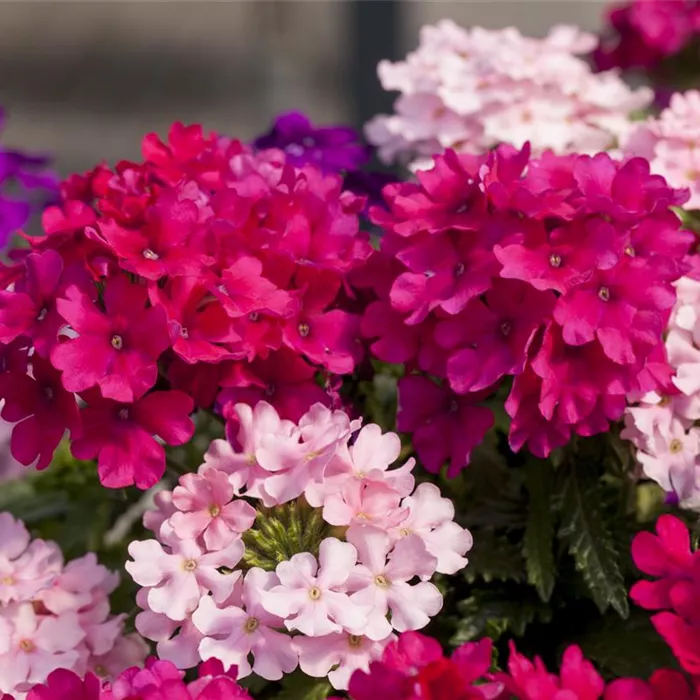 Die Verbene – schön und nützlich zugleich Die Verbene – schön und nützlich zugleich