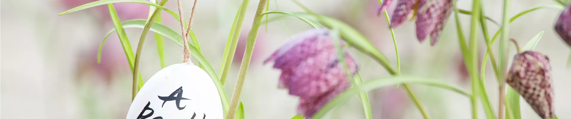 GS528136.jpg GS528136.jpg