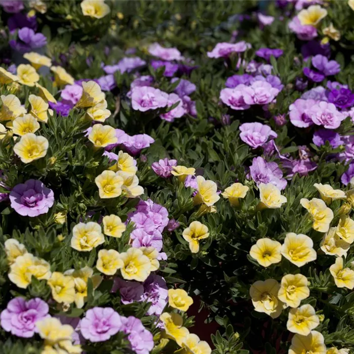 Farbe bekennen macht im Garten richtig Spaß! Farbe bekennen macht im Garten richtig Spaß!