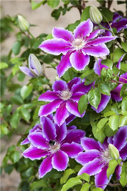 Clematis