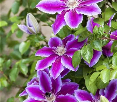 Clematis  Clematis