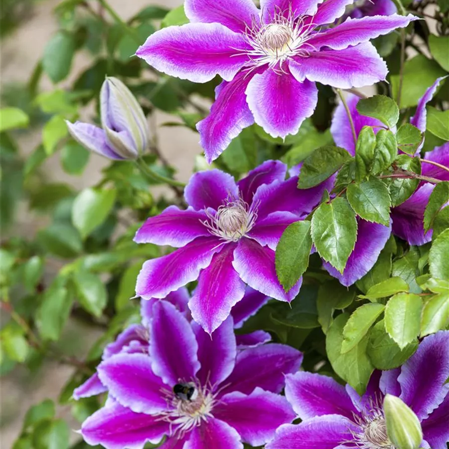 Clematis 