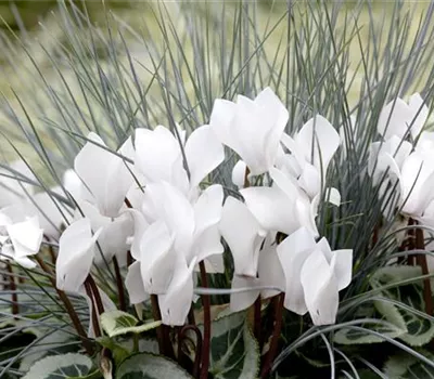 Alpenveilchen: Drinnen und draußen Alpenveilchen: Drinnen und draußen