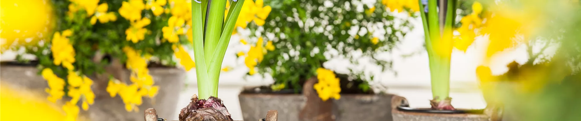 GS528190.jpg GS528190.jpg