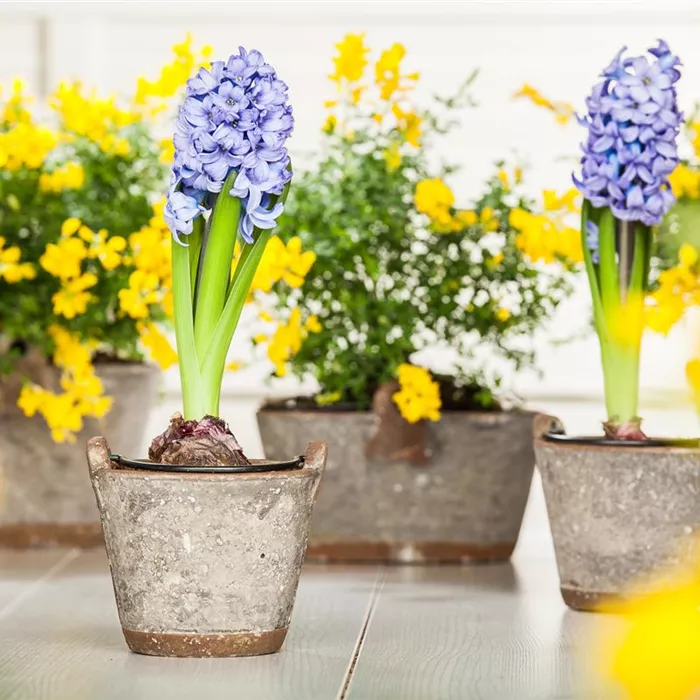 Hyazinthe, Krokus und Co. – der Frühling wird bunt Hyazinthe, Krokus und Co. – der Frühling wird bunt