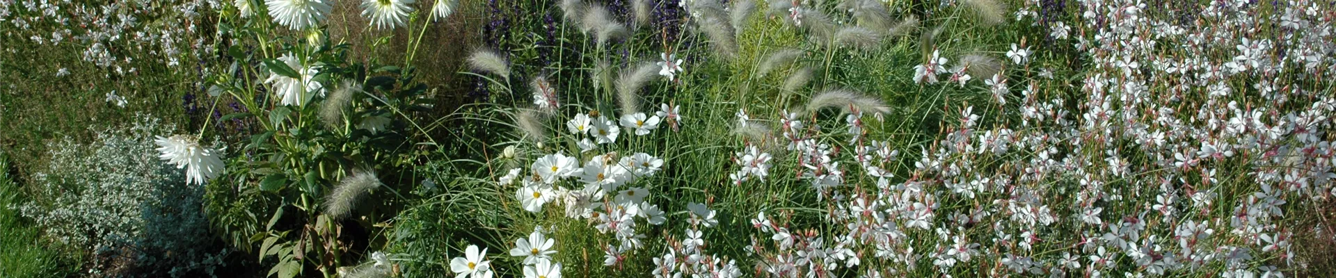 GS620983.jpg GS620983.jpg