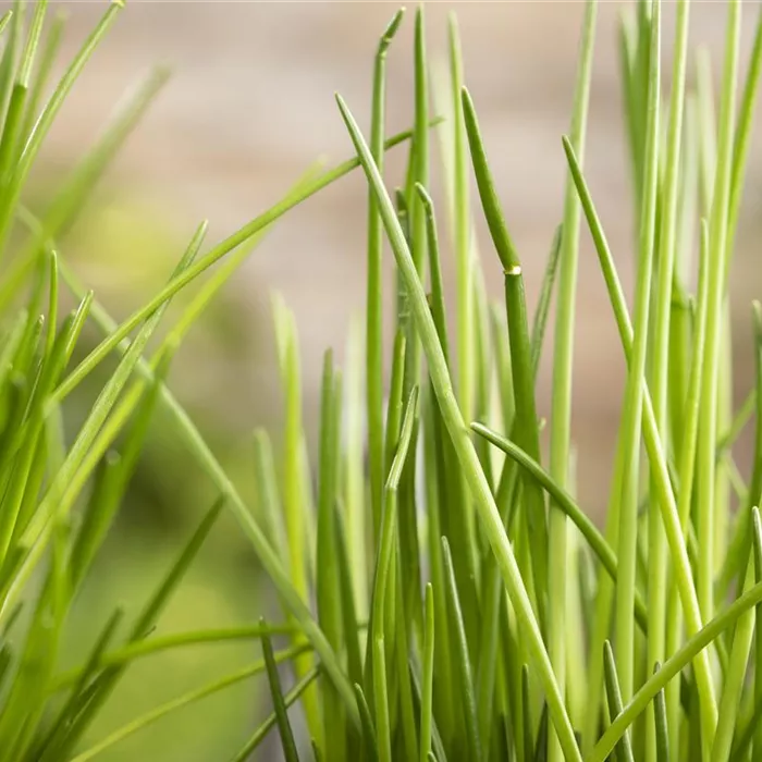 Kräuter schmücken jeden Garten Kräuter schmücken jeden Garten