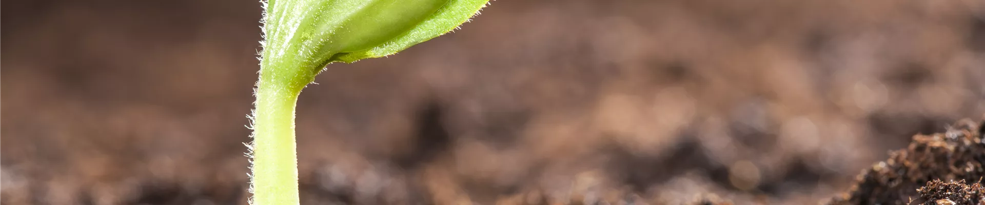 GS474936.jpg GS474936.jpg