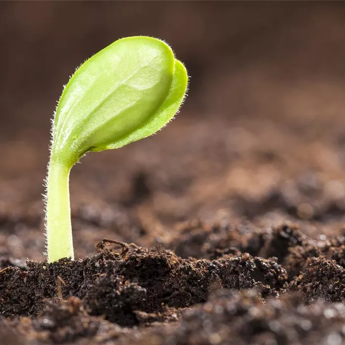 Mit dem Anbau im Gewächshaus schon im Mai die erste Ernte feiern Mit dem Anbau im Gewächshaus schon im Mai die erste Ernte feiern