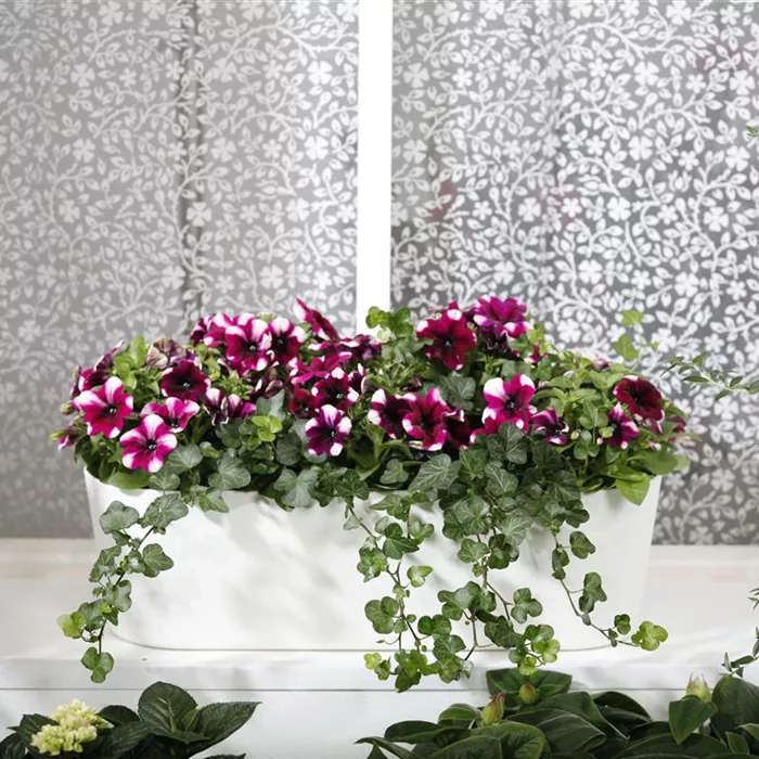 Bereit für den Sommer – Balkon und Garten blühen richtig auf Bereit für den Sommer – Balkon und Garten blühen richtig auf