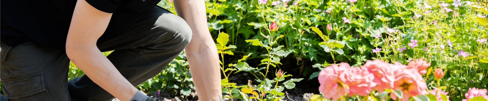 GS666869.jpg GS666869.jpg