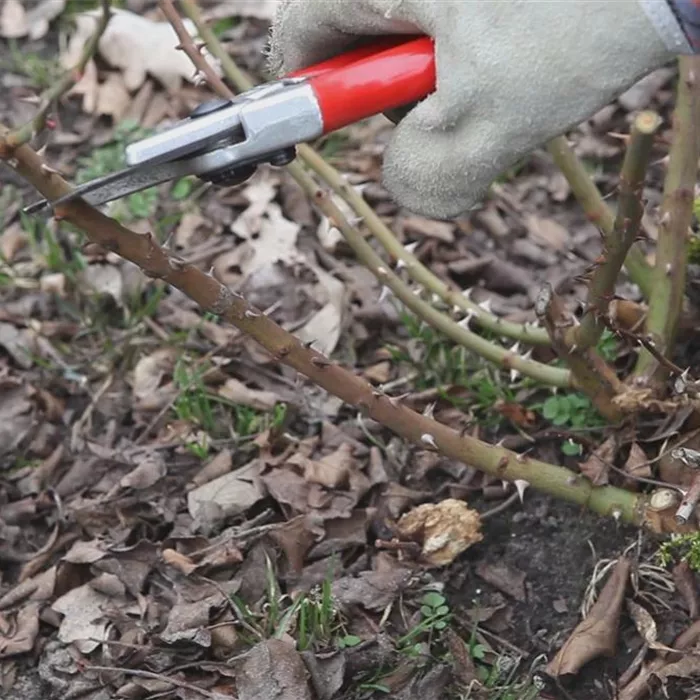 Beetrosen - Zurückschneiden im Frühling Beetrosen - Zurückschneiden im Frühling