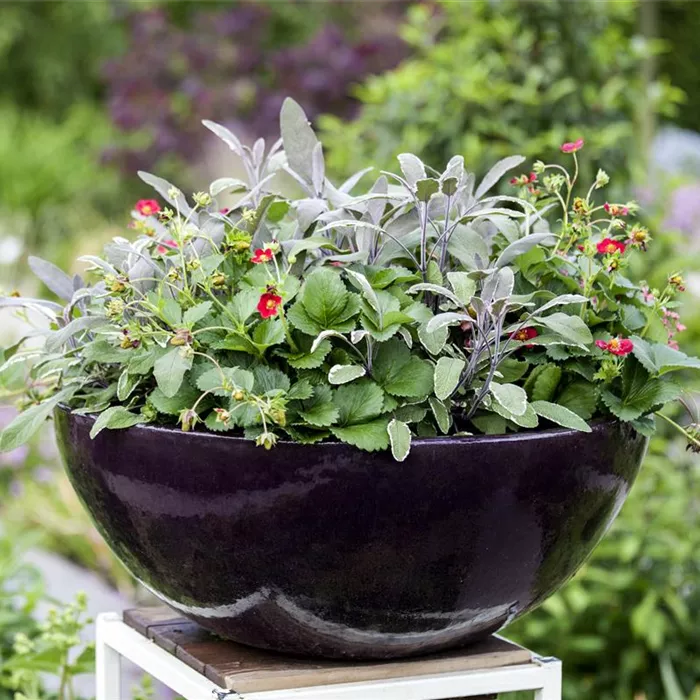 Urbaner Garten – was ist das? Urbaner Garten – was ist das?