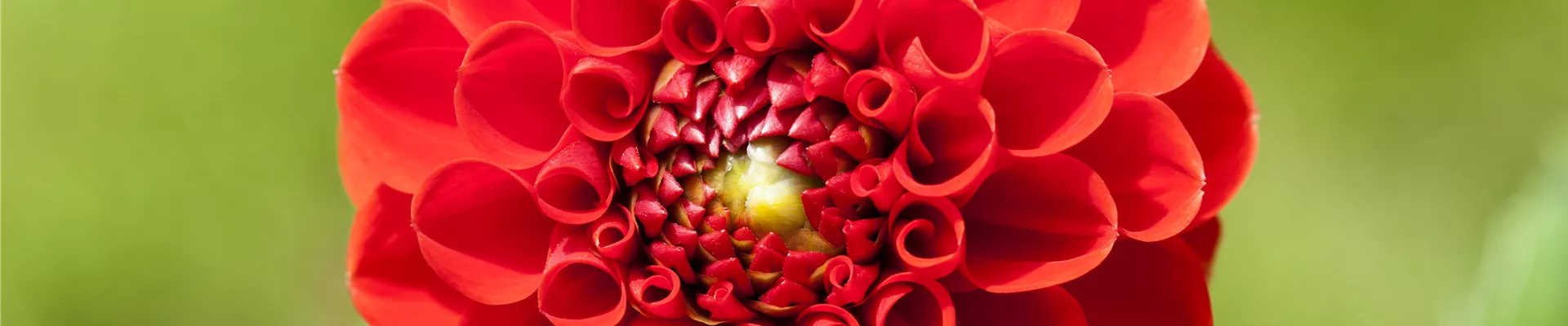 GS496911.jpg GS496911.jpg