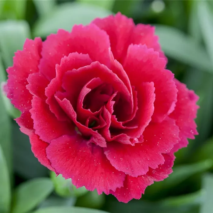 Der 1. Mai – was hat er mit Pflanzen und Blumen zu tun? Der 1. Mai – was hat er mit Pflanzen und Blumen zu tun?