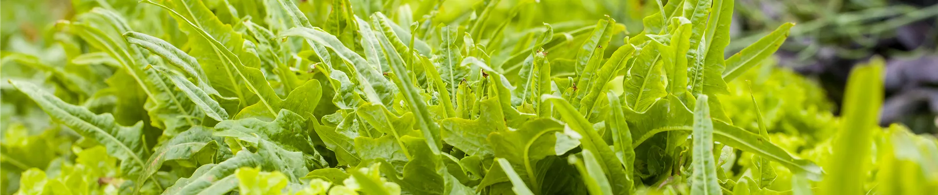 GS613710.jpg GS613710.jpg