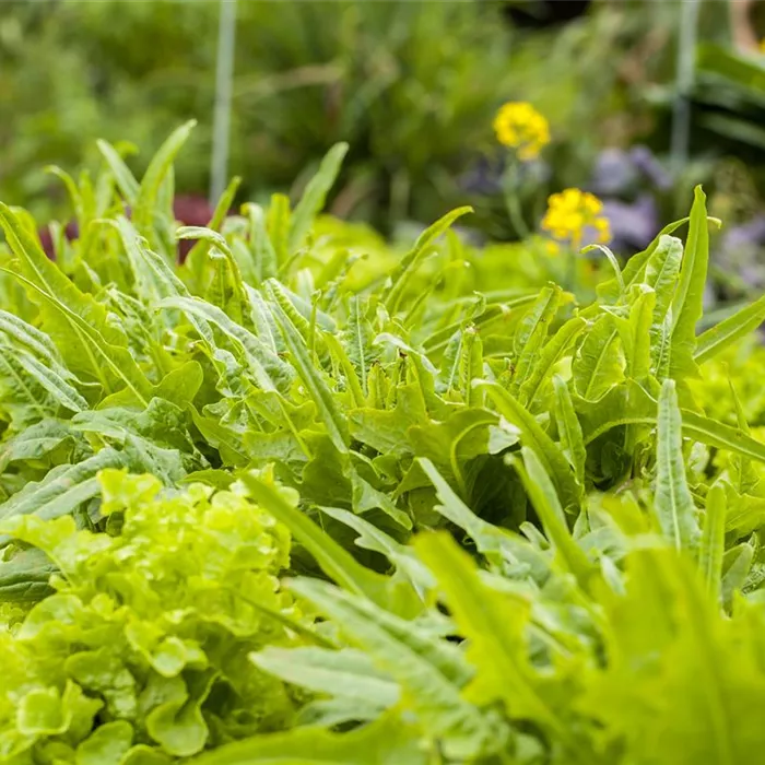 Ein bunter Salat auf dem Balkon mit Urban Gardening Ein bunter Salat auf dem Balkon mit Urban Gardening