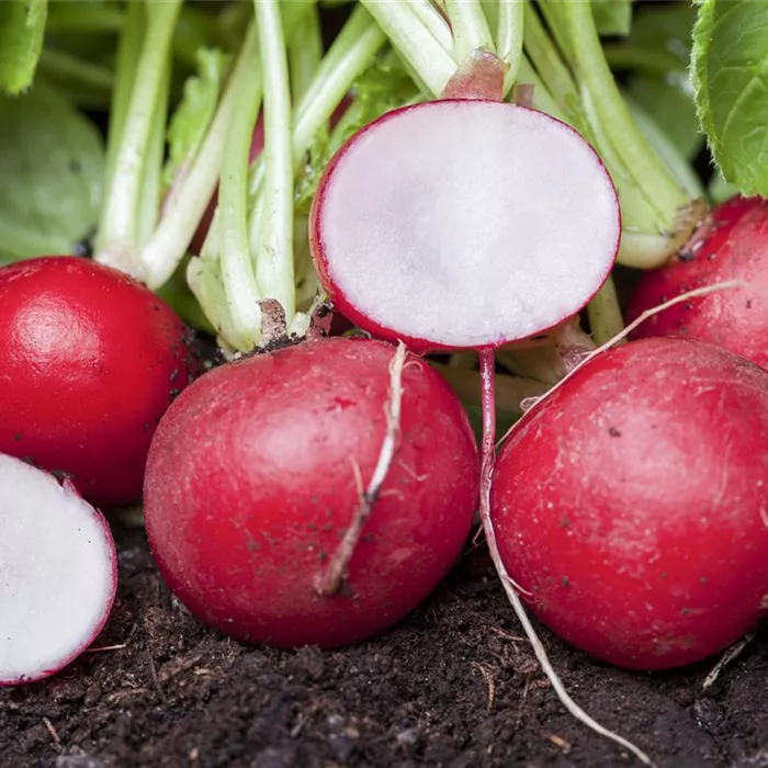 Gemüse für ungeduldige Gärtner: Sprinter im Gemüsebeet Gemüse für ungeduldige Gärtner: Sprinter im Gemüsebeet