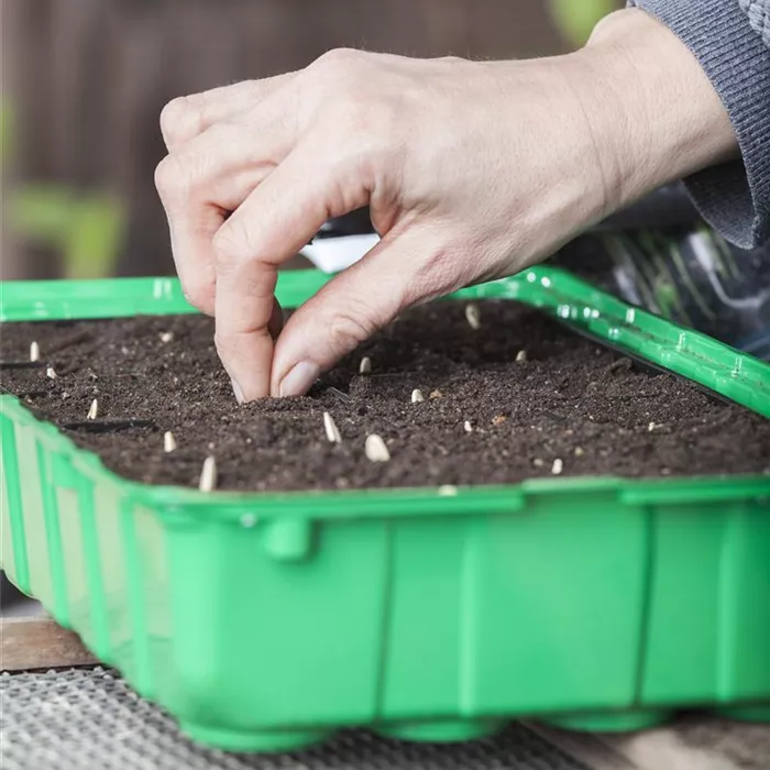 Minigewächshauser herstellen Minigewächshauser herstellen