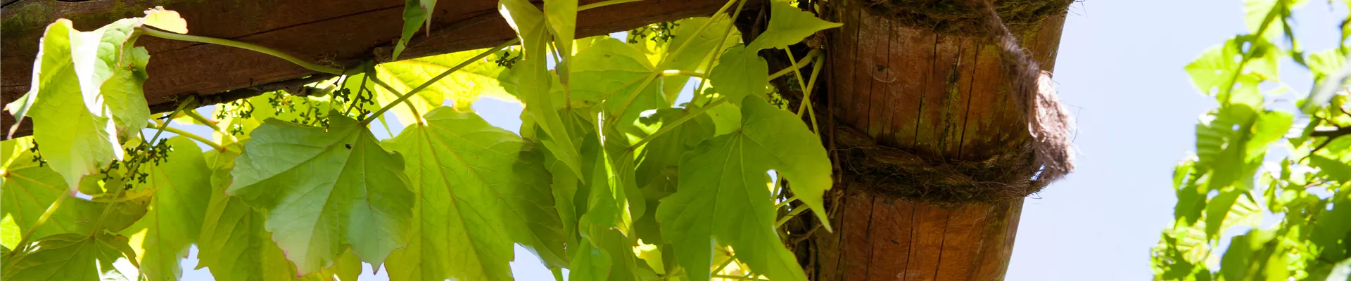 GS408051.jpg GS408051.jpg