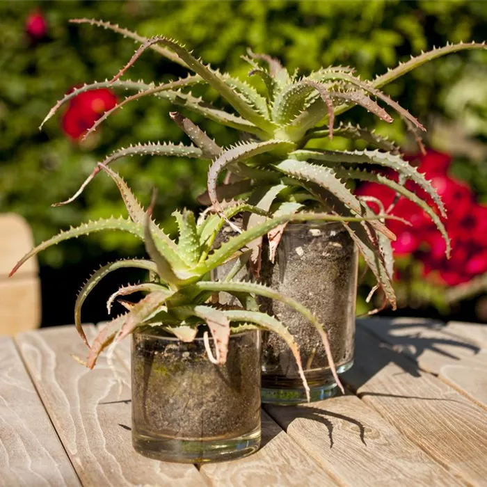 Ab an die frische Luft – Sommerurlaub für Zimmerpflanzen Ab an die frische Luft – Sommerurlaub für Zimmerpflanzen