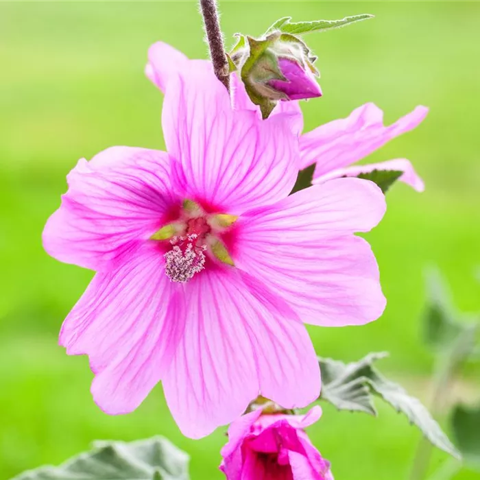 Essbare Blüten Essbare Blüten